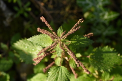 Urtica membranacea