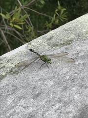 Erythemis simplicicollis image