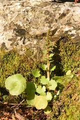 Umbilicus chloranthus