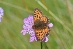 Boloria pales