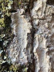 Herpothallon rubroechinatum