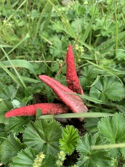 Clathrus archeri