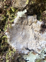 Herpothallon rubroechinatum