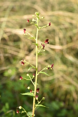 Scrophularia peregrina
