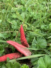Clathrus archeri