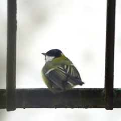 Parus major