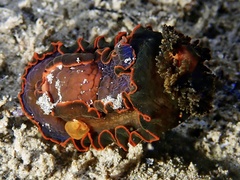 Dendrodoris arborescens