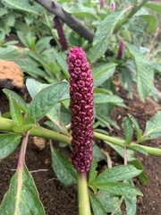 Phytolacca bogotensis
