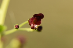 Scrophularia peregrina