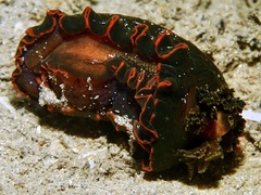 Dendrodoris arborescens