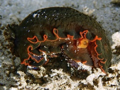 Dendrodoris arborescens