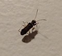 Pseudopachybrachius vinctus