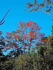 Erythrina poeppigiana
