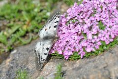 Parnassius phoebus