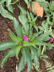 Phytolacca bogotensis