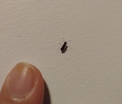 Pseudopachybrachius vinctus