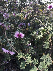 Malva subovata