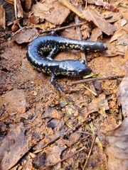 Plethodon glutinosus