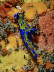 Tambja verconis