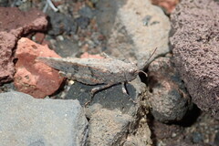 Sphingonotus picteti