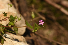 Geranium lucidum