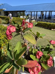 Euphorbia milii