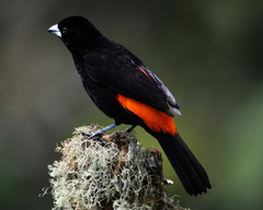 Ramphocelus flammigerus