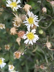 Asteraceae
