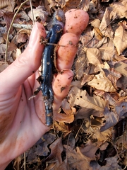 Plethodon glutinosus