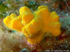Axinella verrucosa