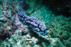 Phyllidiella pustulosa