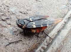 Acraephia perspicillata