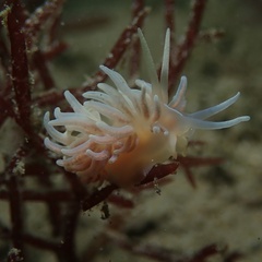 Phyllodesmium serratum