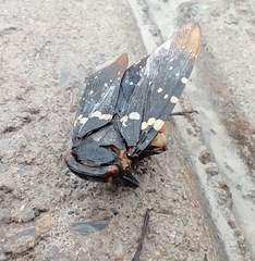 Acraephia perspicillata