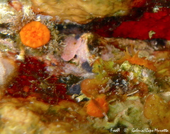 Balanophyllia regia