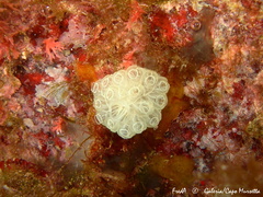 Botrylloides crystallinus