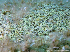 Dendropoma cristatum