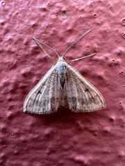 Scopula rubraria