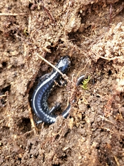 Plethodon glutinosus