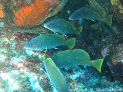 Sciaena umbra