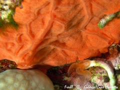 Spirastrella cunctatrix