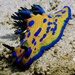Verco's Nudibranch - Photo (c) myrakelly, some rights reserved (CC BY-NC)