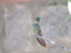 Heliodoxa rubricauda