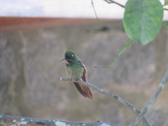 Heliodoxa rubricauda