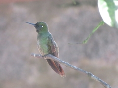 Heliodoxa rubricauda