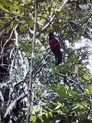 Trogon clathratus