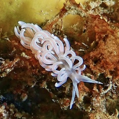 Phyllodesmium serratum
