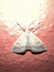 Scopula rubraria