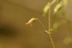 Cerastium tenoreanum