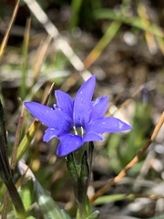 Gentiana prostrata